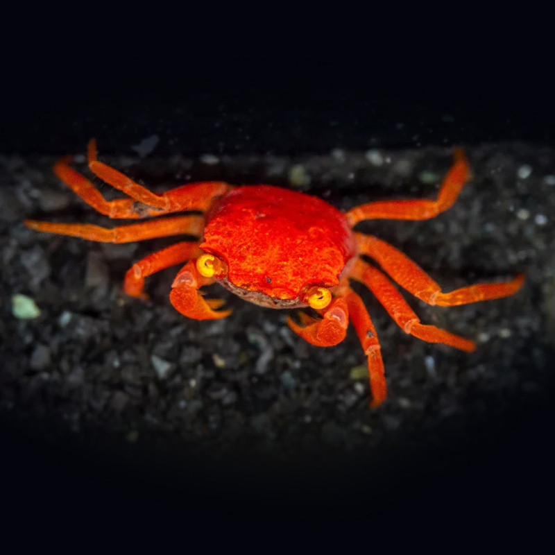 Red Tomato Crab (Geosesarma sp.)