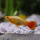 Platy Variatus - Xiphophorus variatus