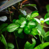 Anubias barteri 'Mini Coin Variegated'