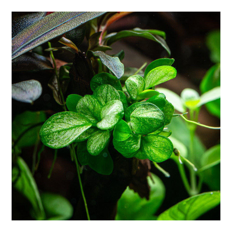 Anubias barteri 'Mini Coin Variegated'