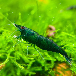 Neocaridina davidi var. Green Neocaridina davidi var. Green
