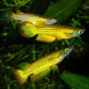 Apolcheilus lineatus gold