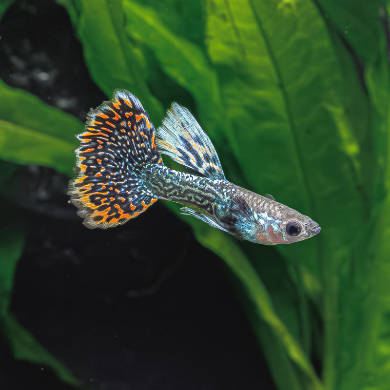 Guppy Cobra Elephant Ear (pares) - Poecilia reticulata