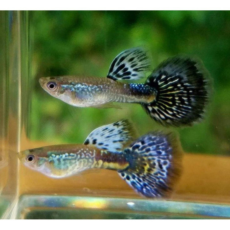 Guppy Moscow Filigran (parejas) - Poecilia reticulata