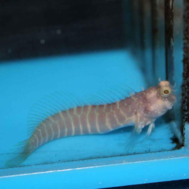 Salarias segmentatus Salarias segmentatus