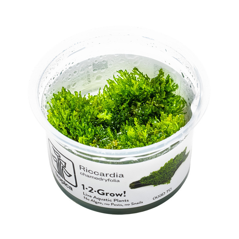 Riccardia chamedryfolia (Mini Coral Moss)