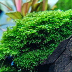 Riccardia chamedryfolia in vitro - Mini Coral Moss Riccardia chamedryfolia in vitro - Mini Coral Moss