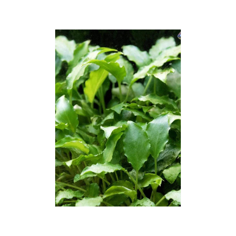 Schismatoglottis Prietoi