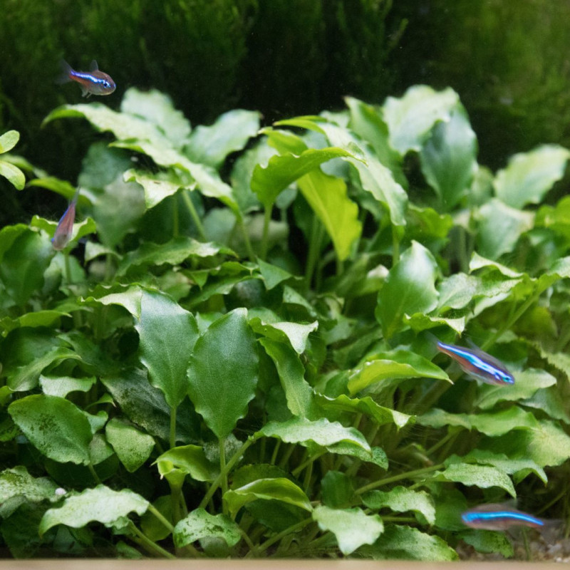 Schismatoglottis Prietoi