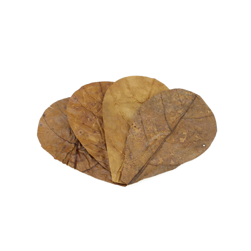 Seachem Catappa Leaves Small (12pcs)