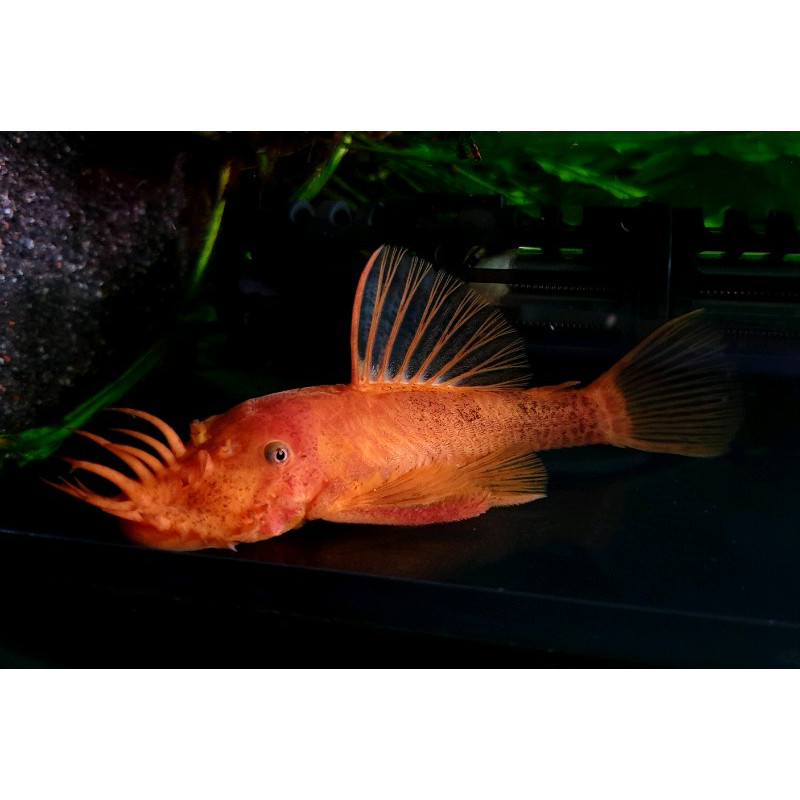 3x Ancistrus Super Red