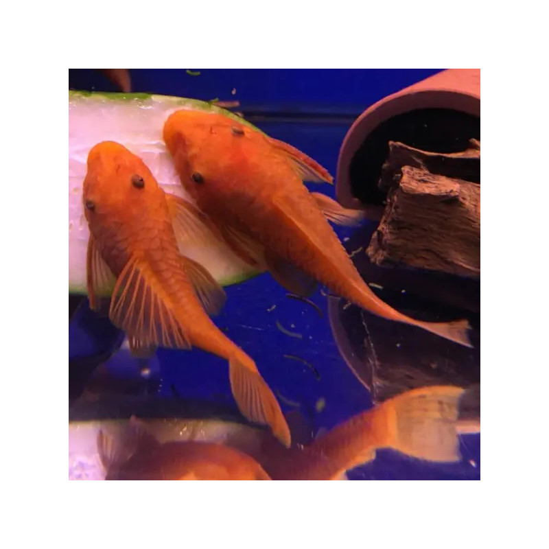 3x Ancistrus Super Red