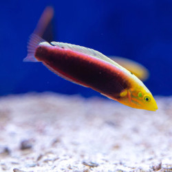 Halichoeres iridis Halichoeres iridis