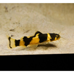 Microglanis poecilus Microglanis poecilus