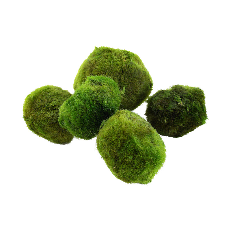 Nano Aegagropila 5x Marimo Balls