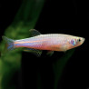 BRACHYDANIO ALBOLINEATA - Pearl Danio