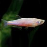 Brachydanio albolineata - Danio pérola