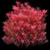 Rotala rotundifolia 'Blood Red'