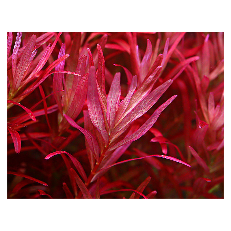 Rotala rotundifolia 'Blood Red' Rotala rotundifolia 'Blood Red'