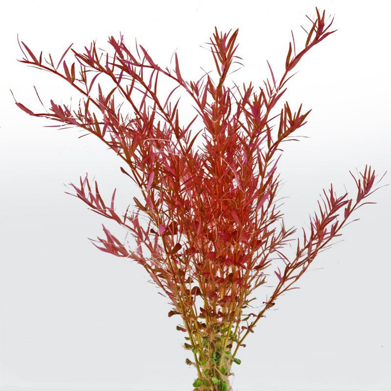 Rotala rotundifolia 'Blood Red'