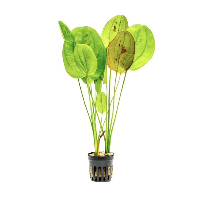 Echinodorus Yellow Sun