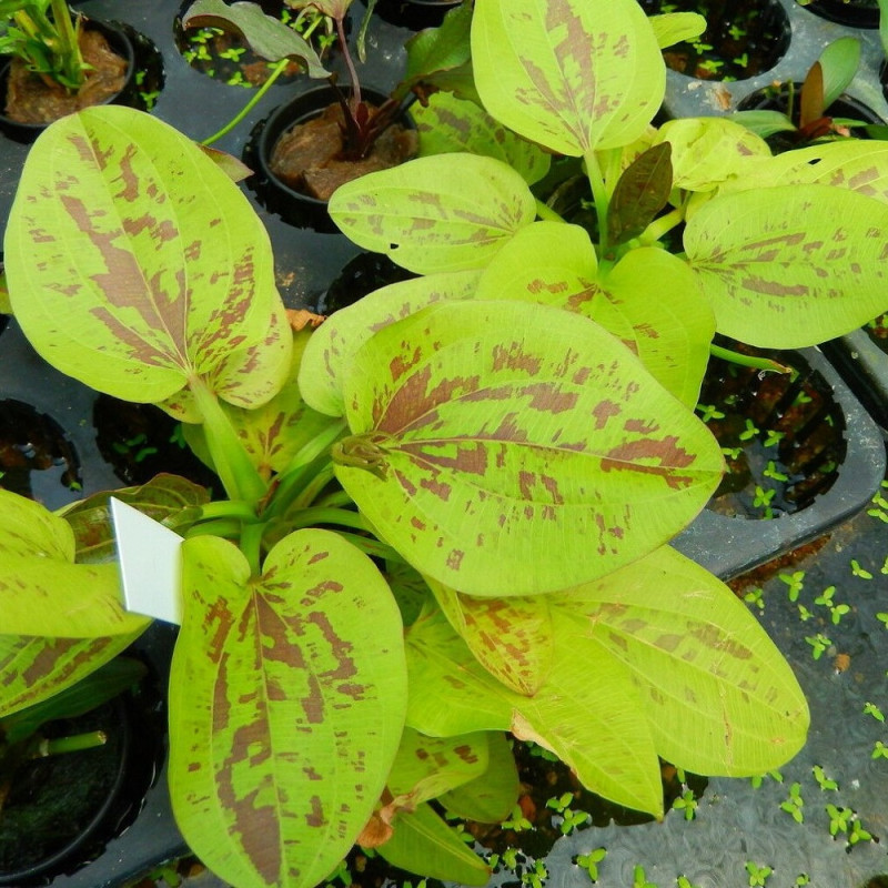 Echinodorus sp. Amarillo sun - Amarillo Sun