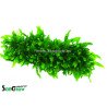 Microsorum minor 31F Epaqmat 4 x 13cm w/ suction cups