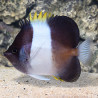 Hemitaurichthys zoster - Black Pyramid Butterflyfish