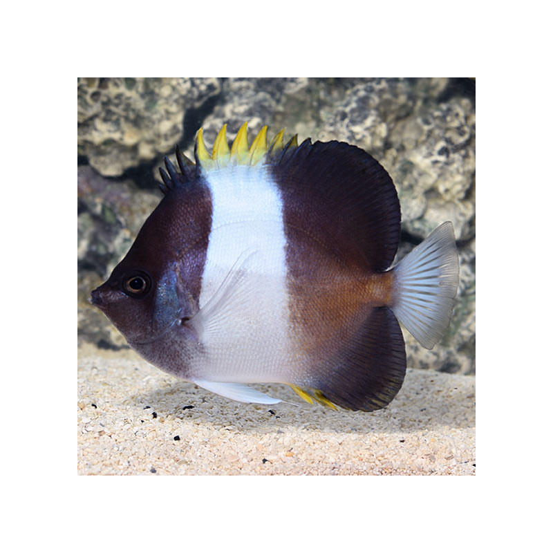 Hemitaurichthys zoster - Black Pyramid Butterflyfish