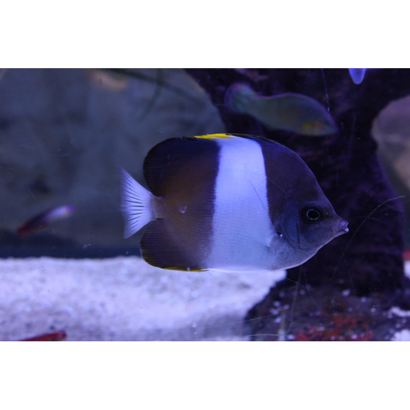 Hemitaurichthys zoster - Black Pyramid Butterflyfish