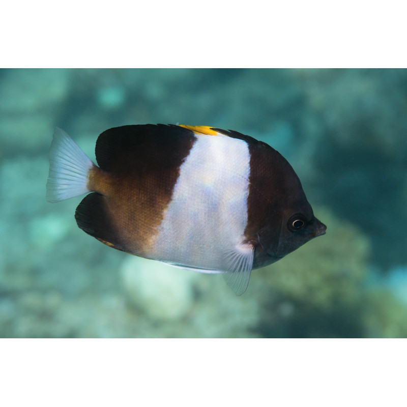 Hemitaurichthys zoster - Black Pyramid Butterflyfish