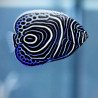 Pomacanthus imperator - Imperator Angelfish