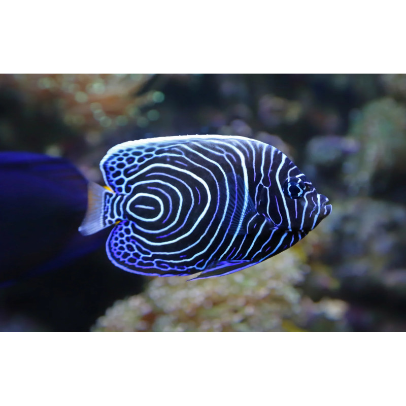 Pomacanthus imperator - Imperator Angelfish