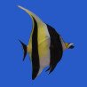 Zanclus cornutus - Moorish Idol