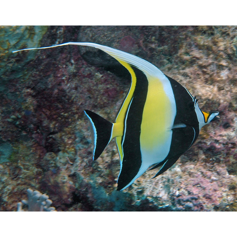 Zanclus cornutus - Moorish Idol