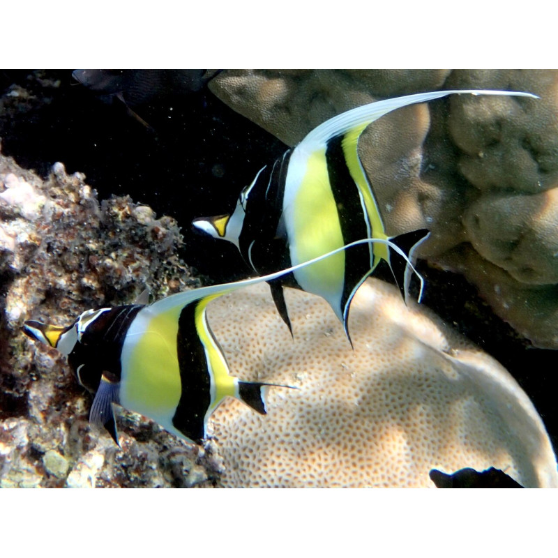 Zanclus cornutus - Moorish Idol