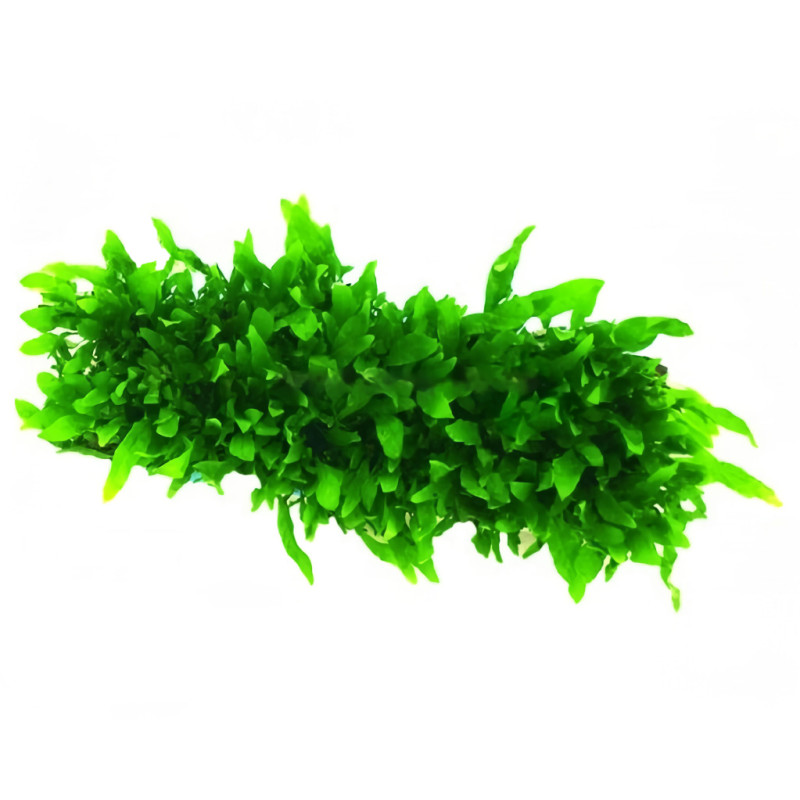 Microsorum minor 31F Epaqmat 4 x 13cm c/ ventosa