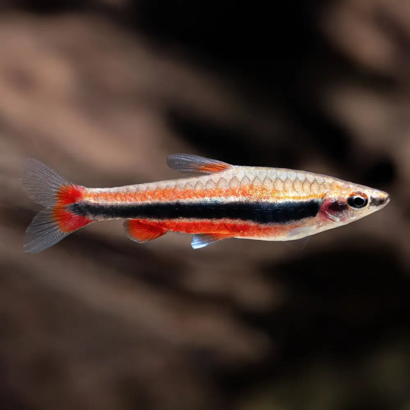 Pez lápiz - Nannostomus beckfordi Red