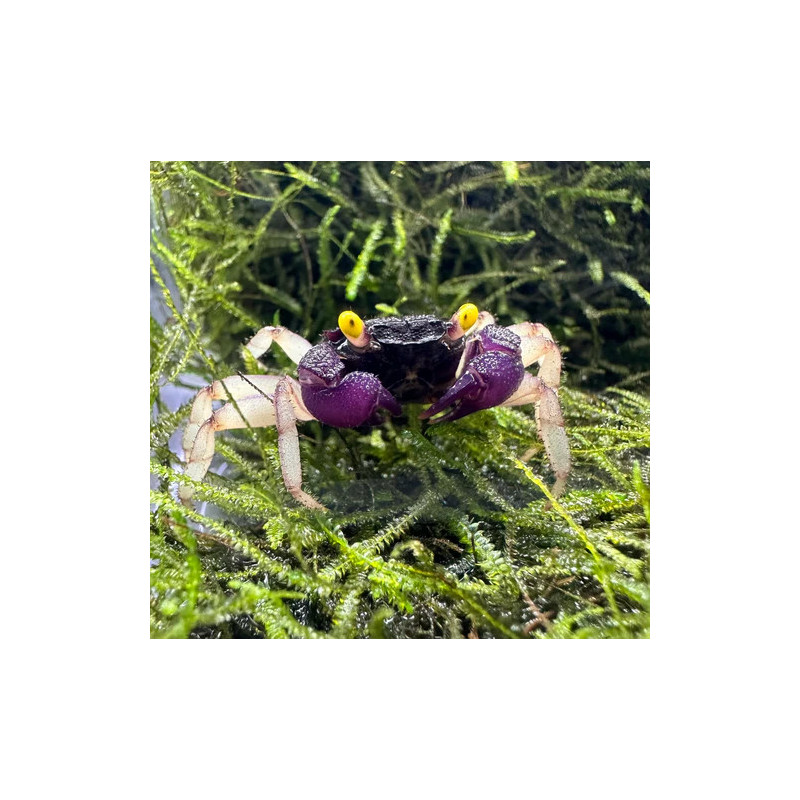 Caranguejo Vampire Purple (Geosesarma dennerle)