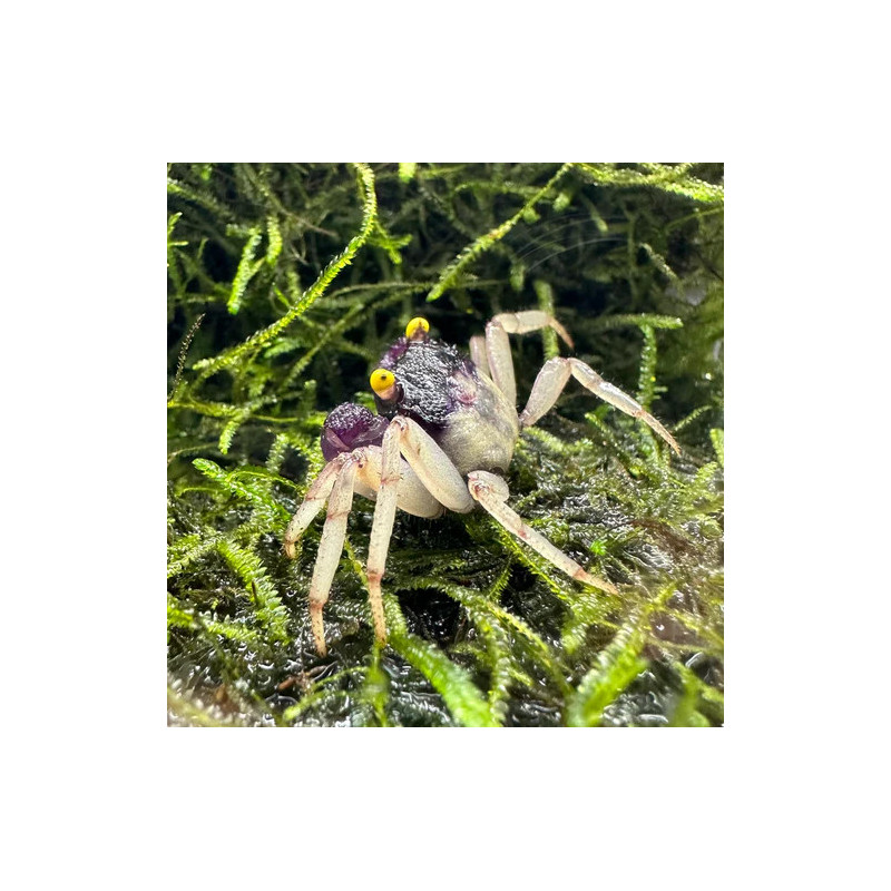 Caranguejo Vampire Purple (Geosesarma dennerle)