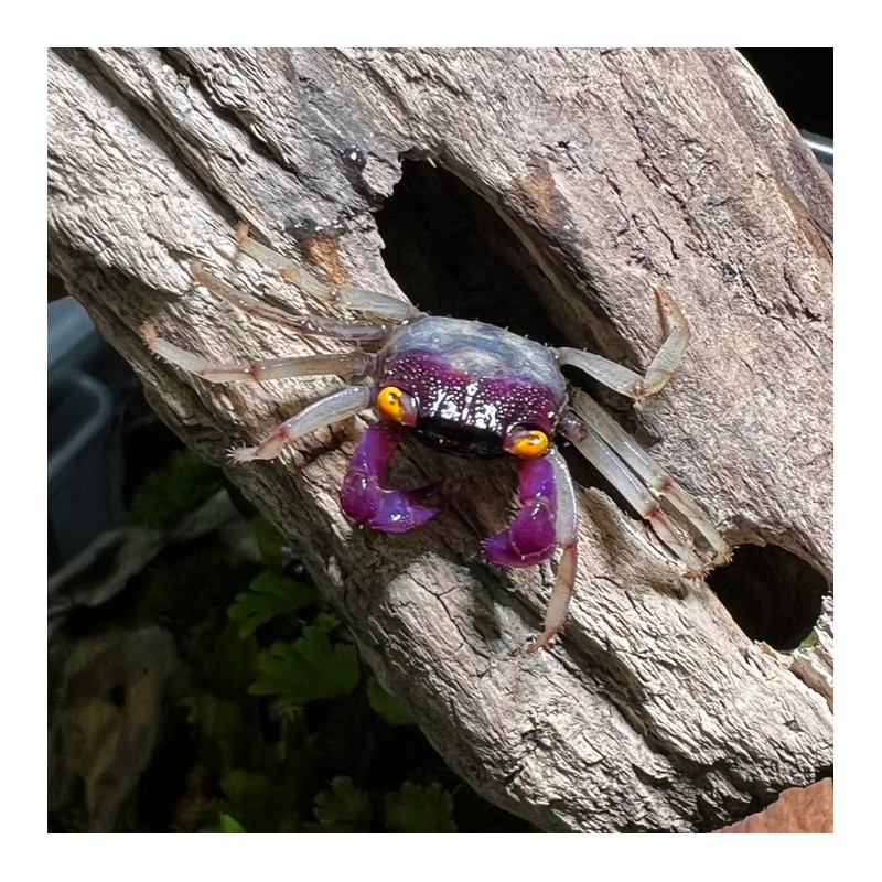 Caranguejo Vampire Purple (Geosesarma dennerle)