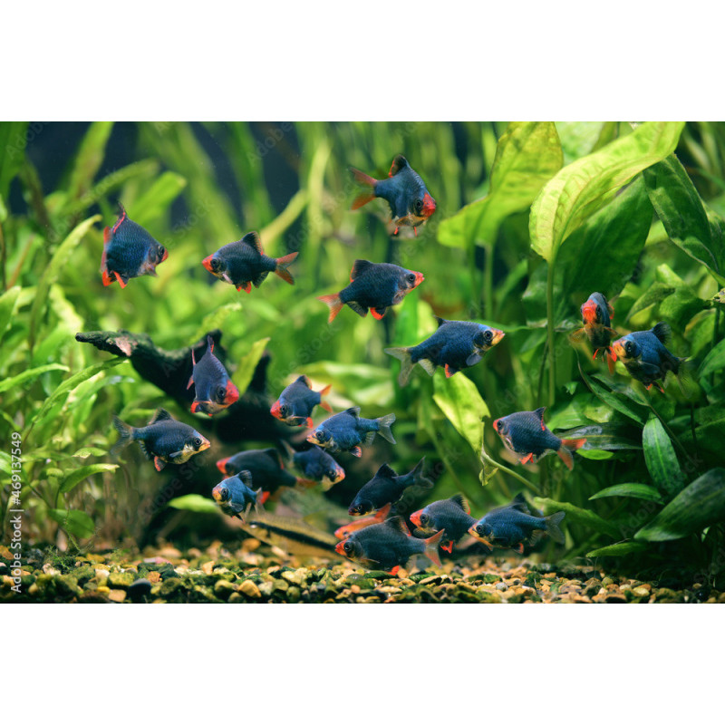 Puntius tetrazona 2.5-3.0 - Barbo Tigre Verde