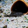 Hypancistrus sp. L333 - Maze Zebra Pleco