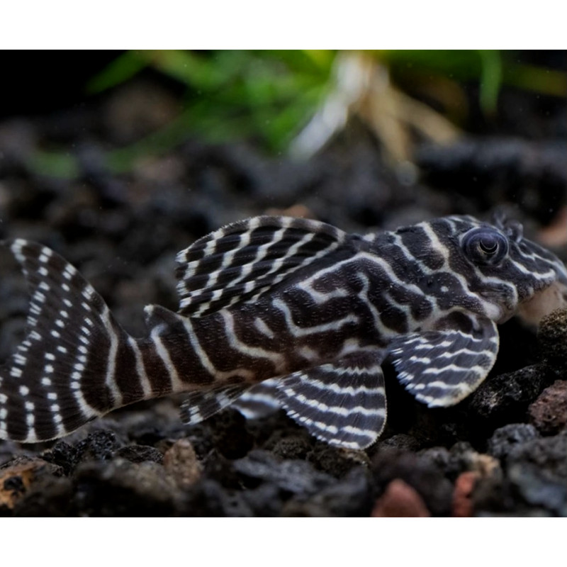 Hypancistrus sp. L333 - Maze Zebra Pleco