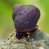 Blue Berry Snail - Viviparus sp.