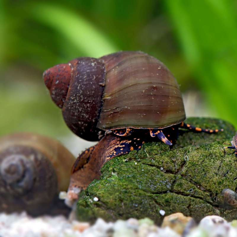 Blue Berry Snail - Viviparus sp.