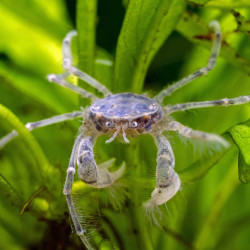 Limnopilos naiyanetri - Thai Micro Crab Limnopilos naiyanetri - Thai Micro Crab