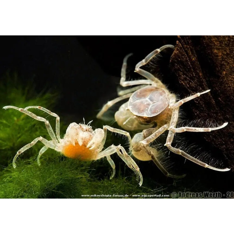 Limnopilos naiyanetri - Thai Micro Crab