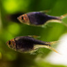 Rasbora Arlequín Negra - Trigonostigma heteromorpha