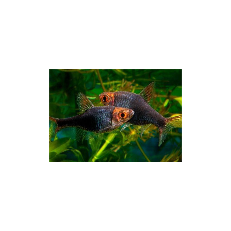 Rasbora Arlequín Negra - Trigonostigma heteromorpha